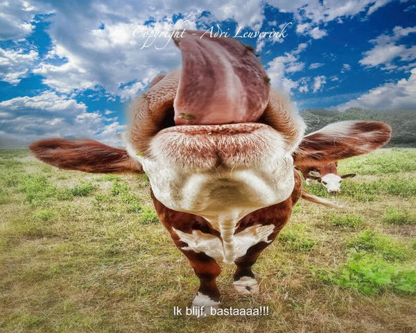 Magneet foto display 42