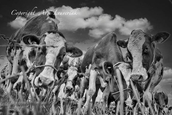 Koeien Z/W 164