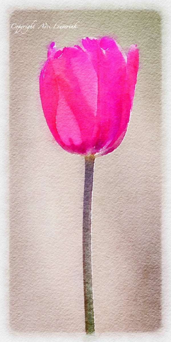 Dutch Tulips ART 270