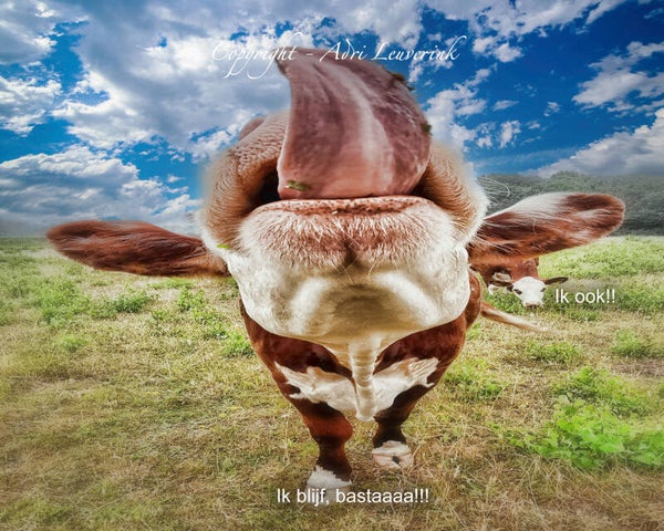 Foto-displays op karton 32