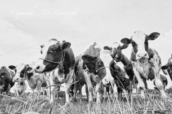Koeien Z/W 174