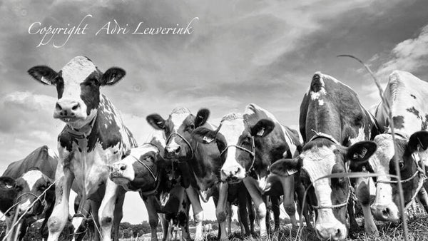 Koeien Z/W 177