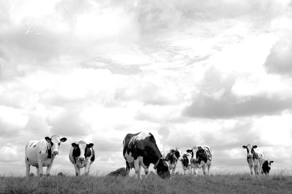 Koeien Z/W 170