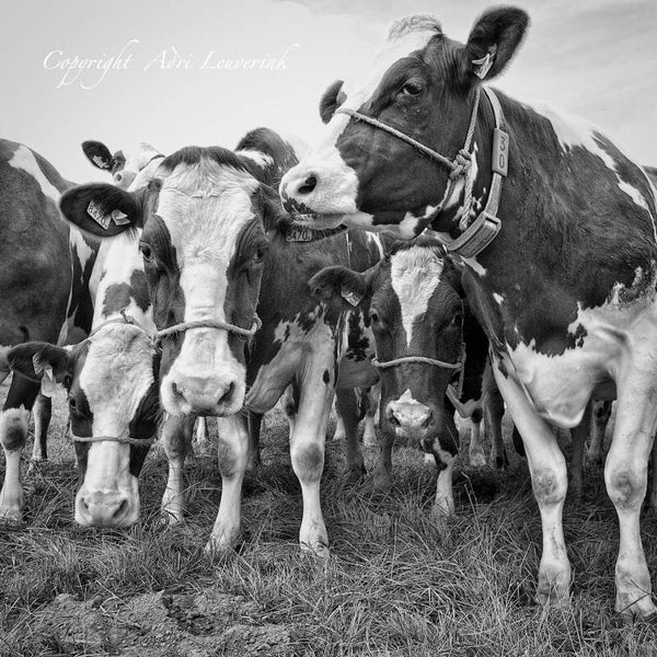 Koeien Z/W 173