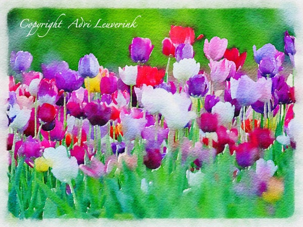 Dutch Tulips ART 277