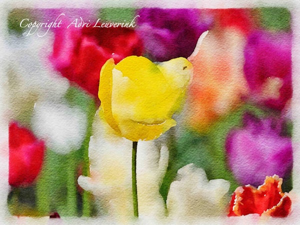 Dutch Tulips ART 280