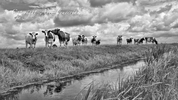 Koeien Z/W 131