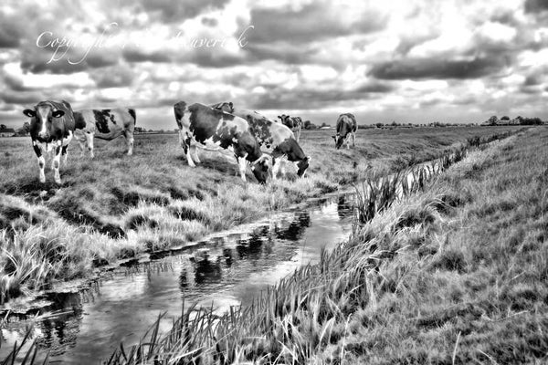 Koeien Z/W 145