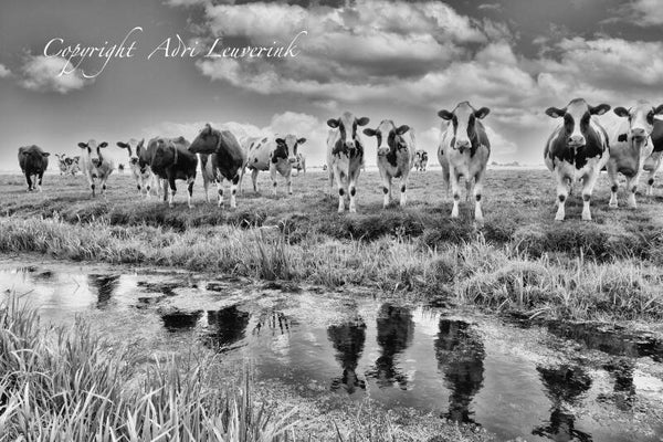 Koeien Z/W 154