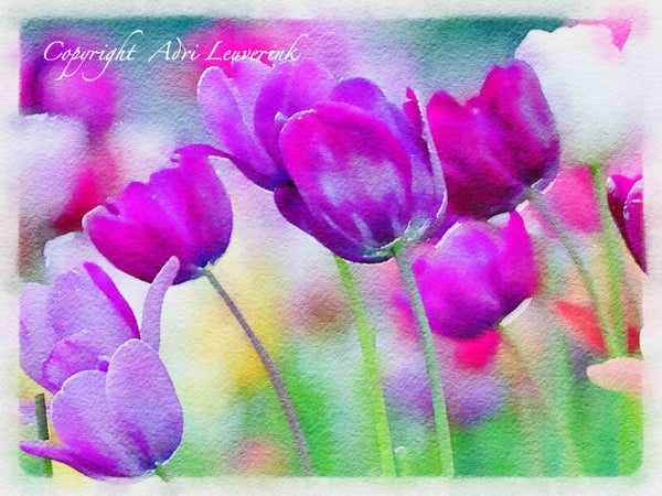 Dutch Tulips ART 281