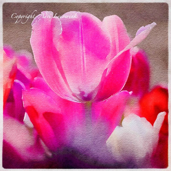 Dutch Tulips ART 282
