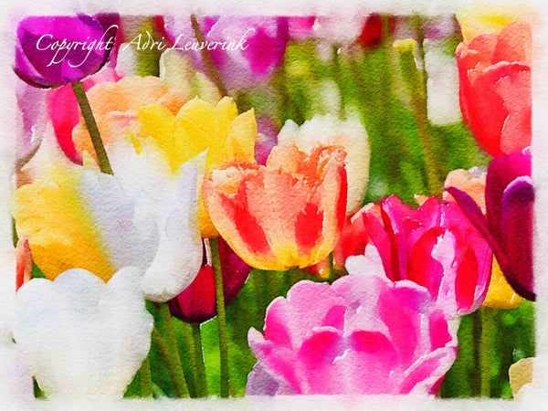 Dutch Tulips ART 283