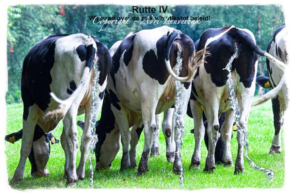 Foto-displays op karton 35