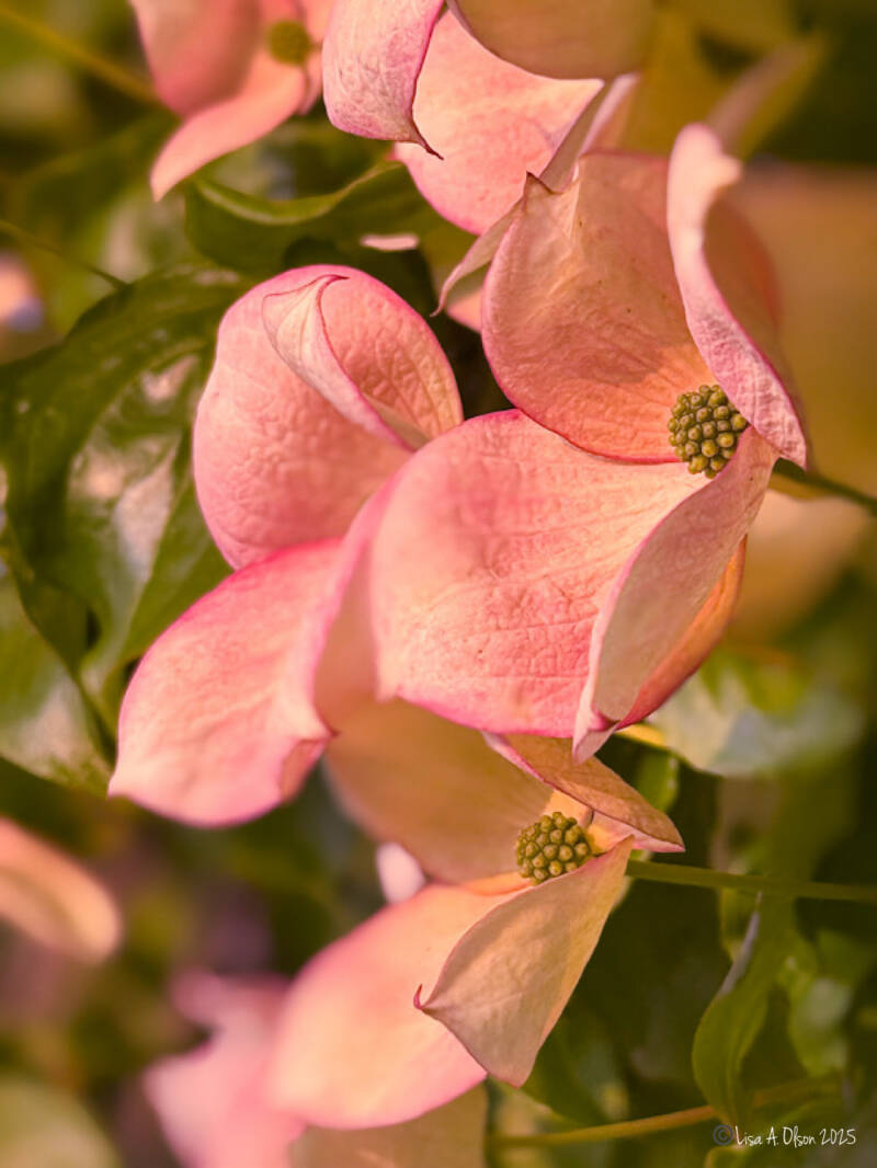 Nature photography/ Wall Art Prints