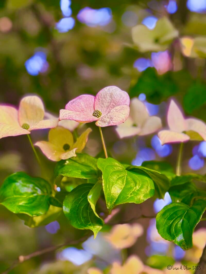 Nature photography use of the bokeh technique / flower photography/ Wall Art for Sale/ photography lessons available remotely or in person 