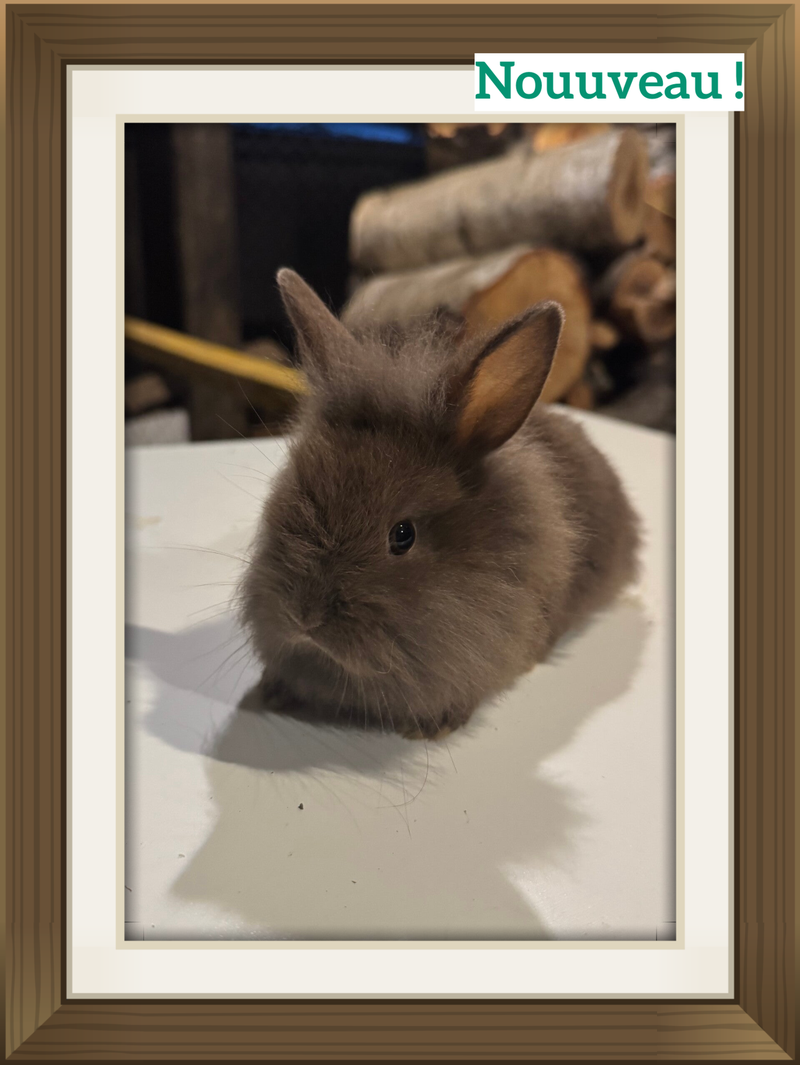 Nouveau !