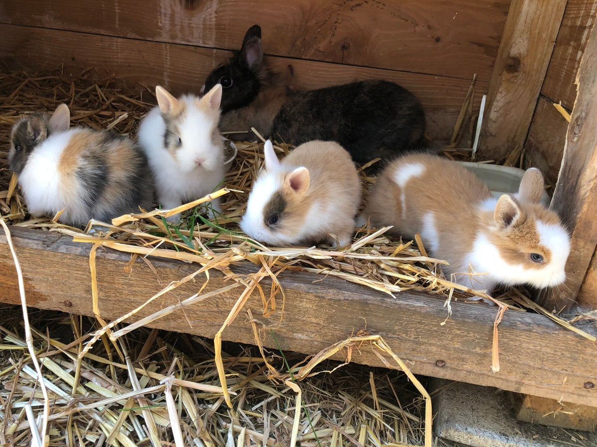 Elevage De Lapin Nain Ile De France
