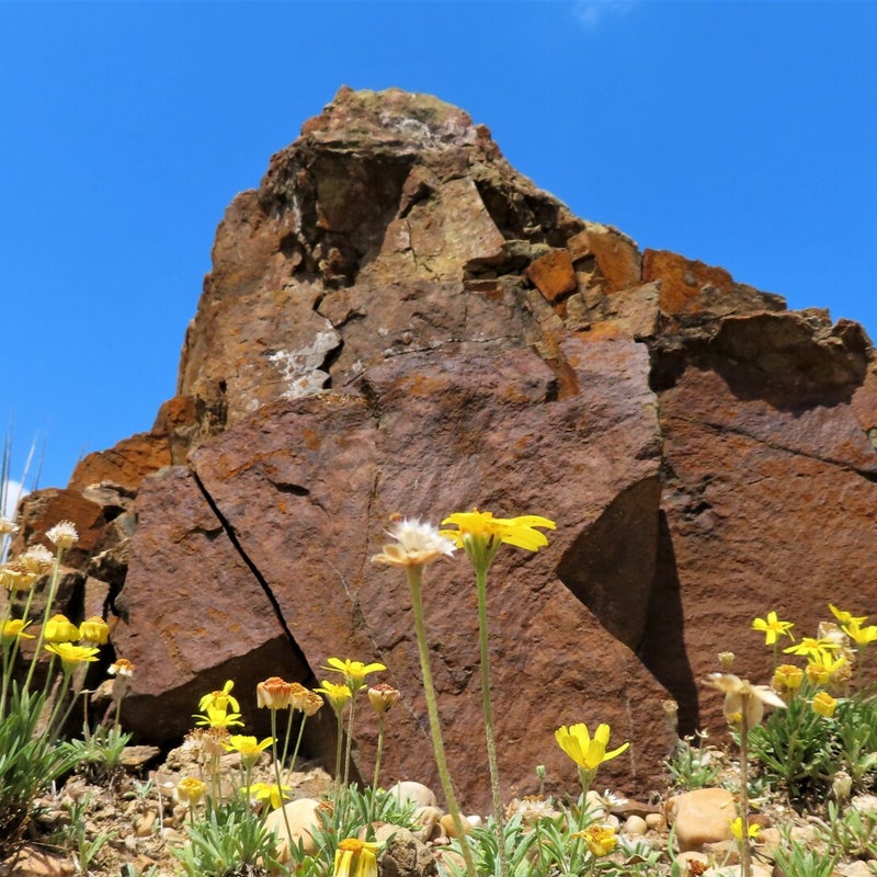 Botanische tuinen van Praag