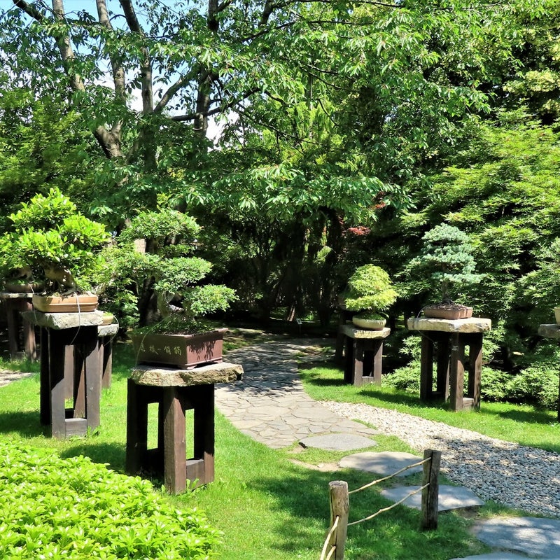 Japanse tuin in de botanische tuin van Praag
