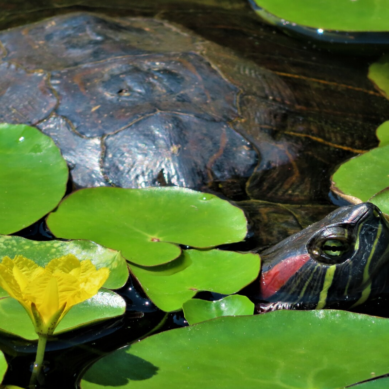 Botanische tuinen Praag