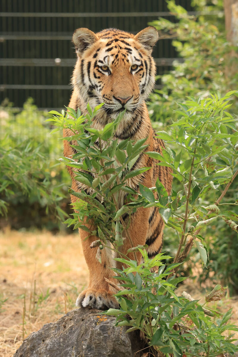 Amoertijger
