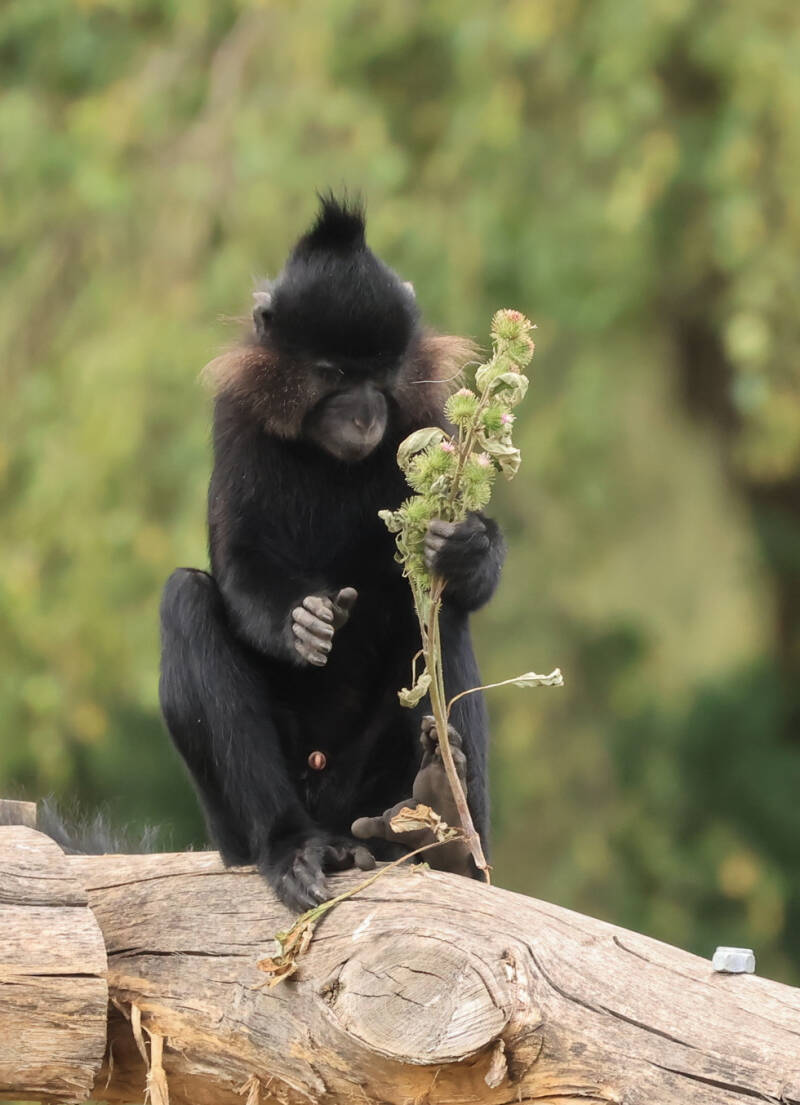 kuifmangabey