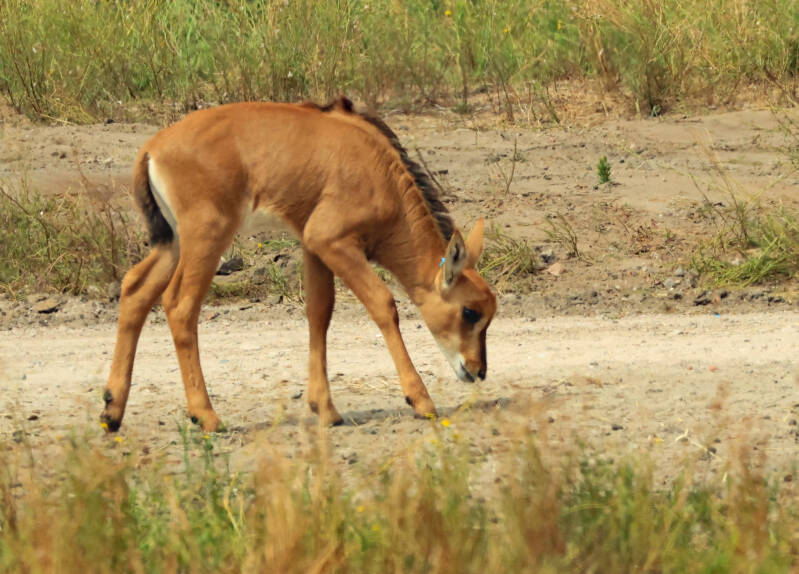 zwarte paardantilope