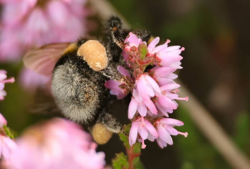 aardhommel