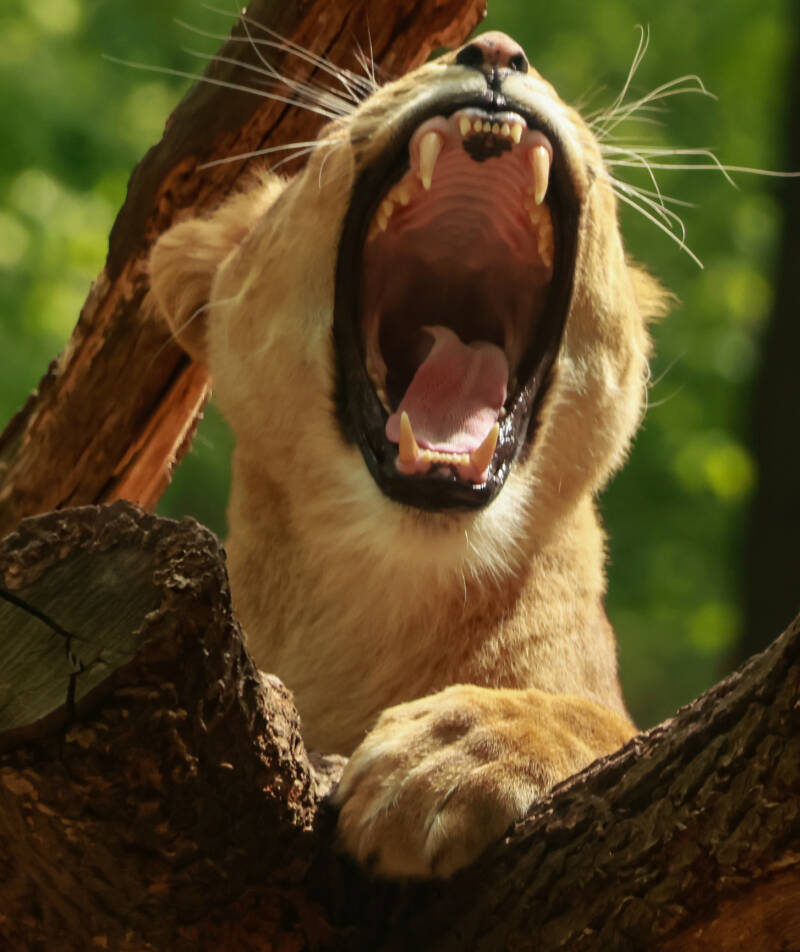 afrikaanse-leeuw