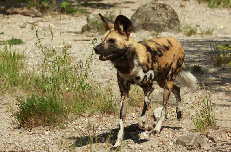 afrikaanse-wilde-hond
