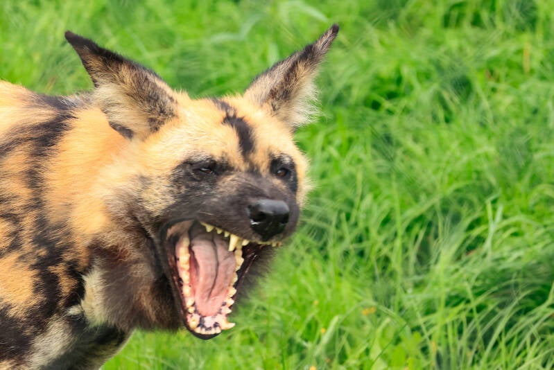 afrikaanse-wilde-hond