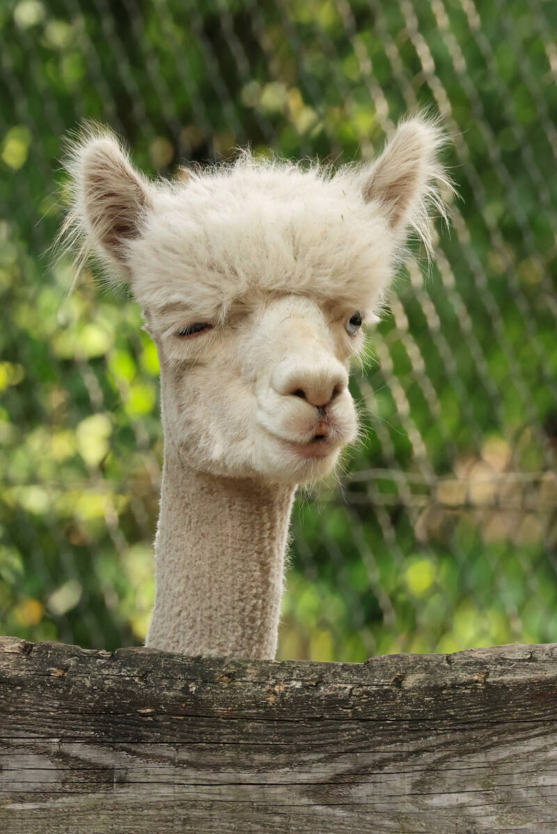 alpaca