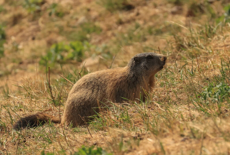 Alpenmarmot