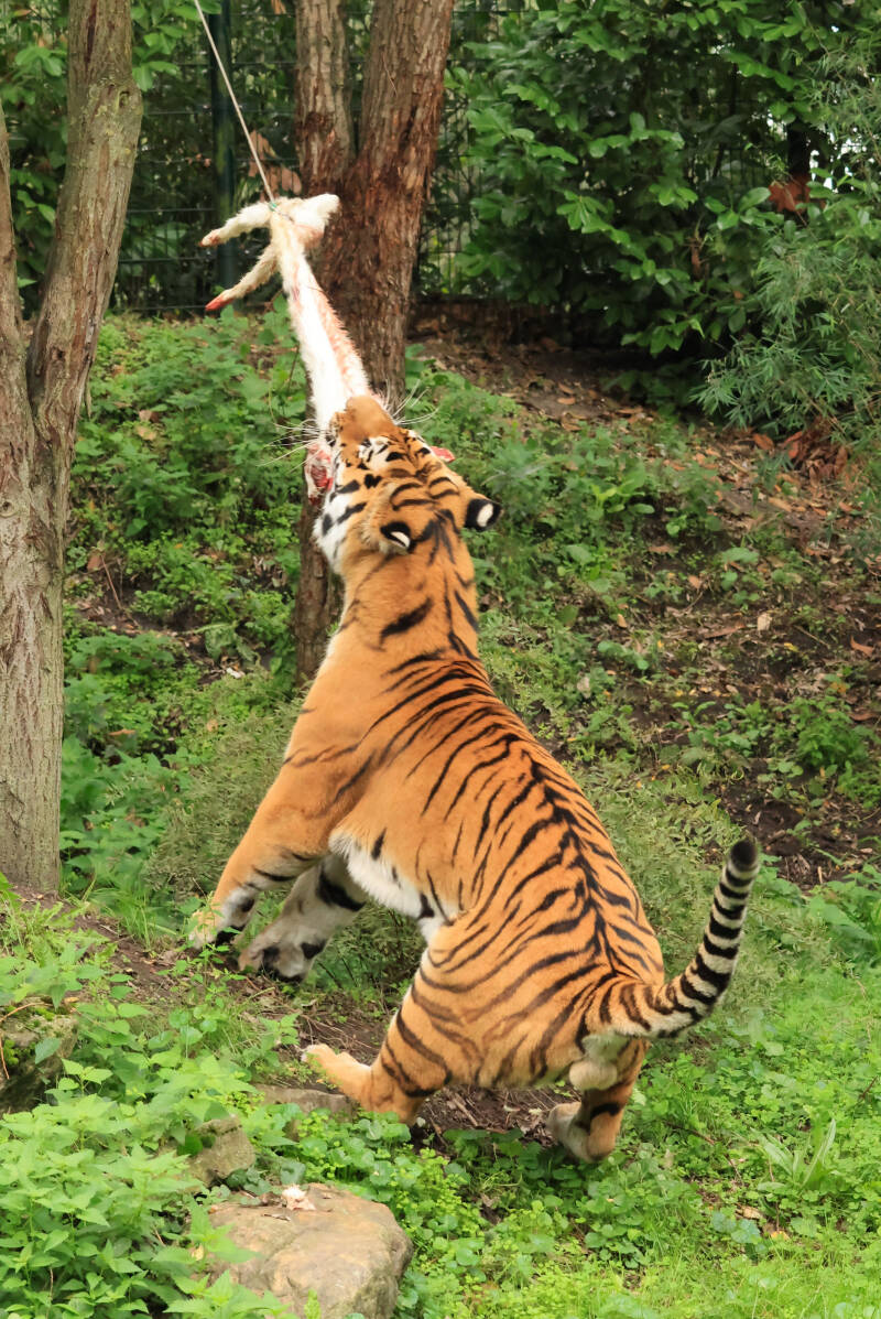 amoertijger