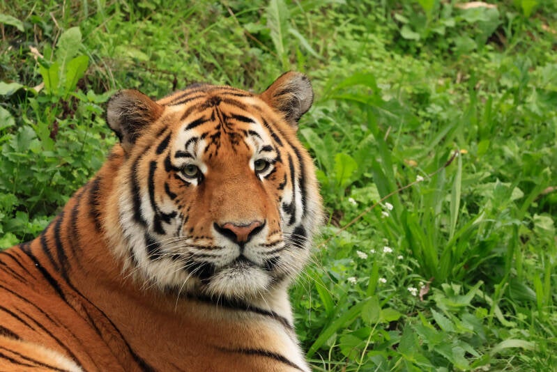 amoertijger