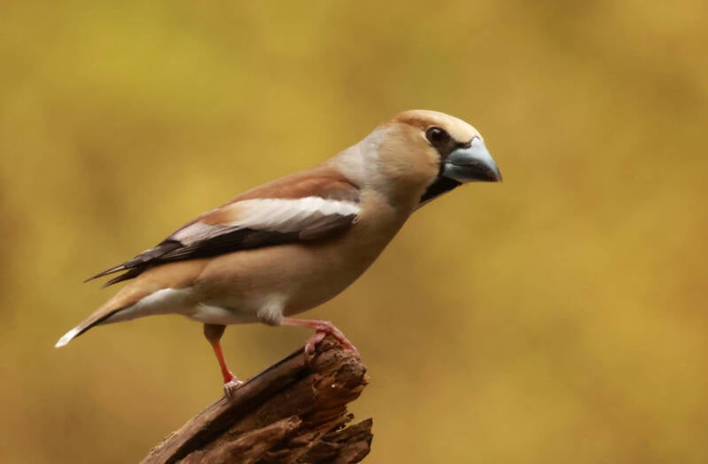 appelvink
