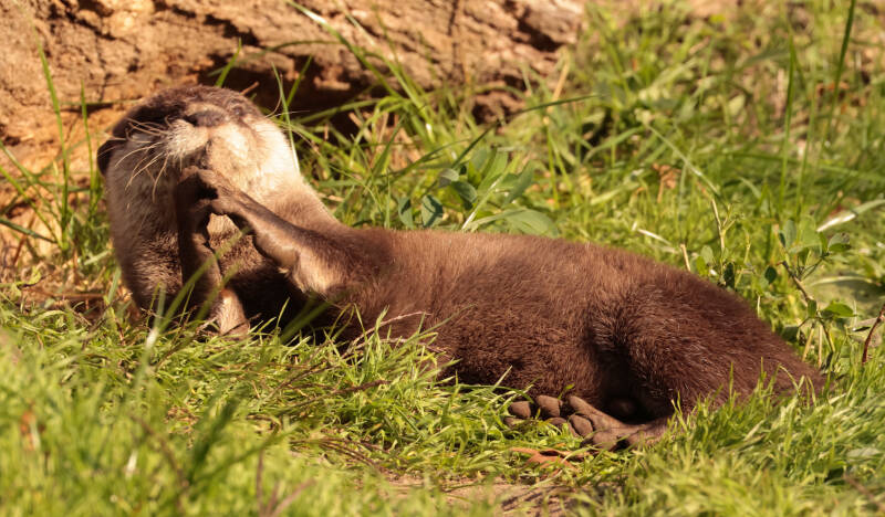 aziatische-kleinklauwotter