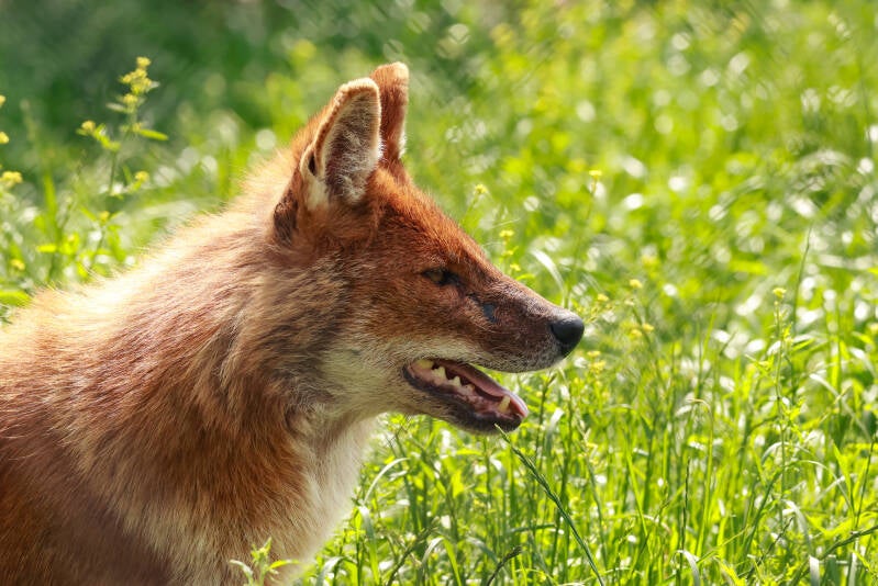 aziatische-wilde-hond