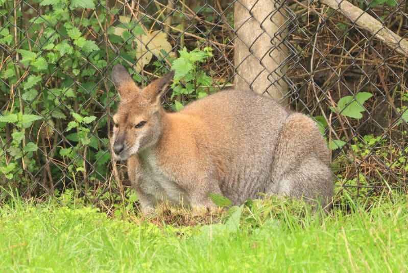 bennet-wallaby