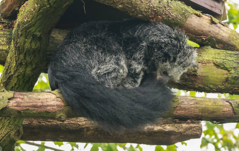binturong