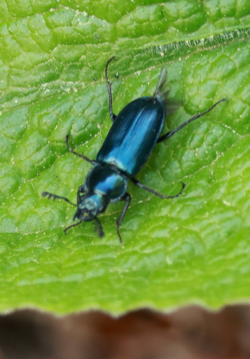 blauw-vliegend-hert