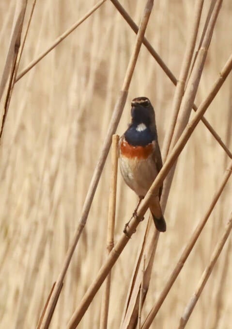 blauwborst