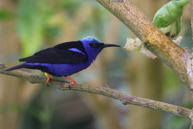 blauwe-suikervogel