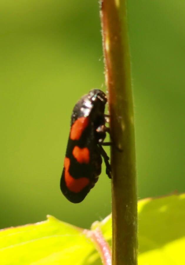 bloedcicade