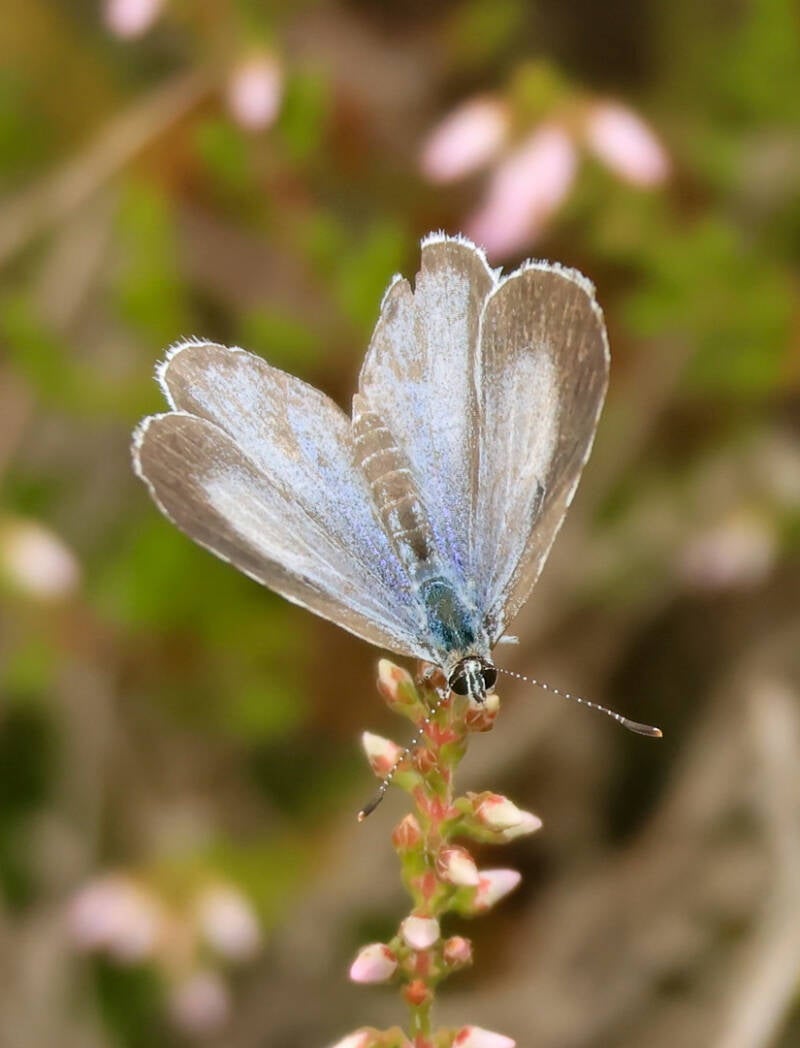 boomblauwtje