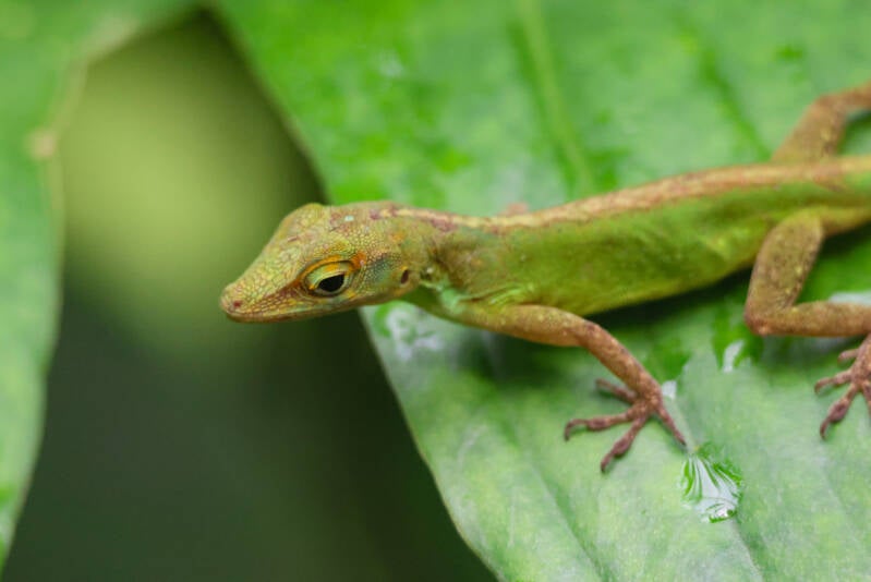 bruine-anolis
