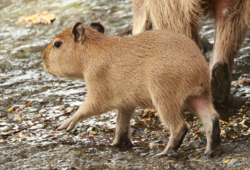 capibara