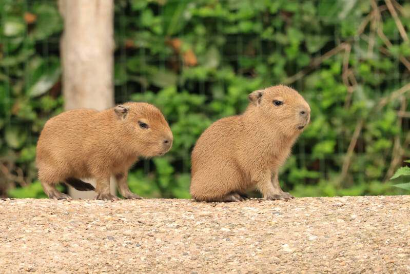 capibara