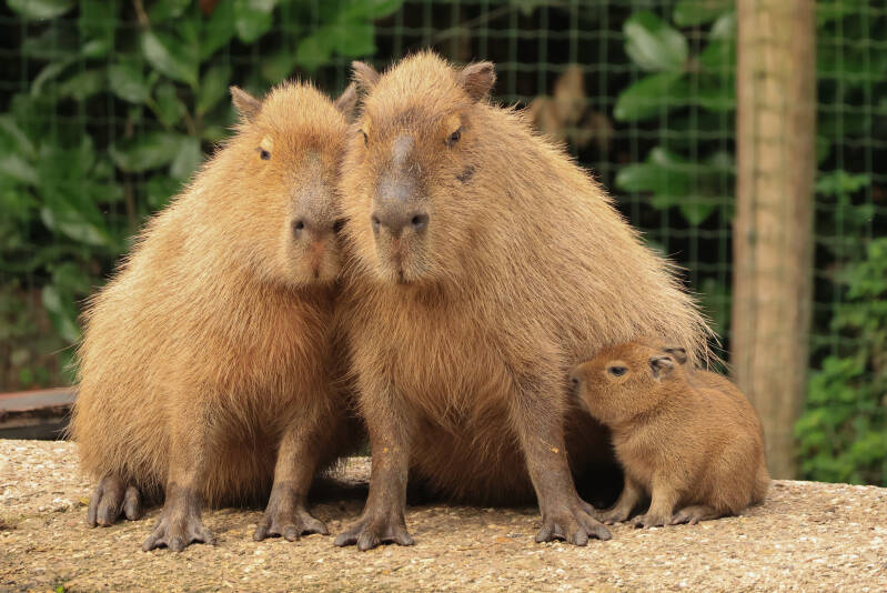 capibara