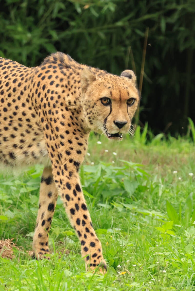 cheeta